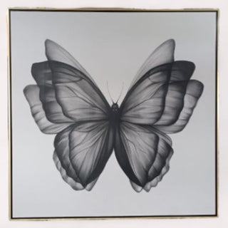 Cuadro Mariposa Carboncillo