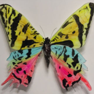 Cuadro Mariposa Reina A